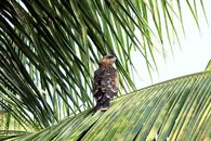 Free stock photo of eagle