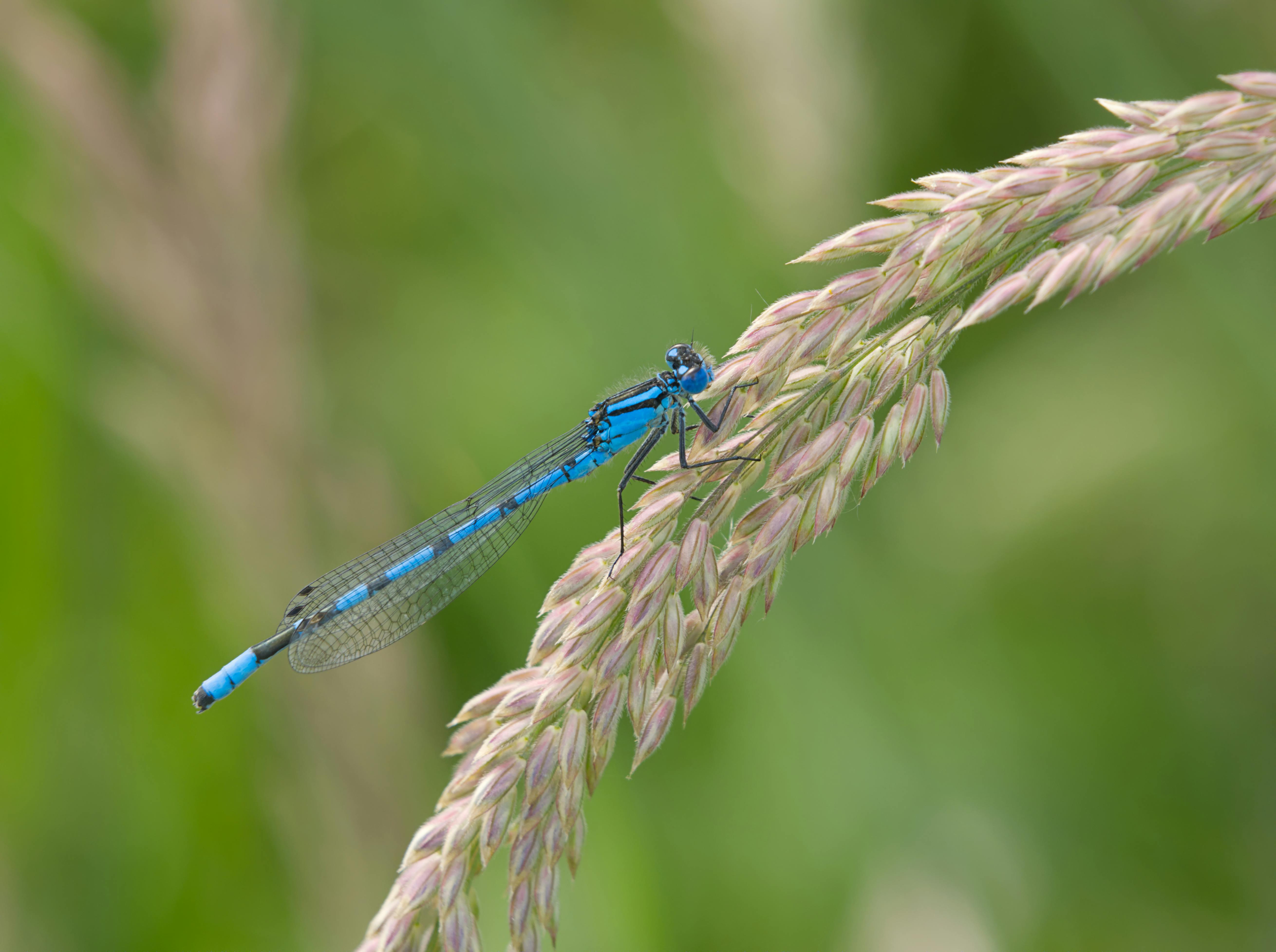 Green and Brown Dragon Fly on Wheat Plant · Free Stock Photo