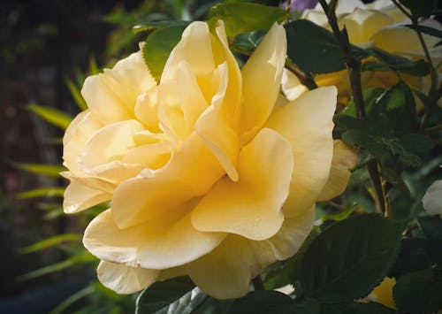 Beautiful Yellow Garden Rose with Green Leaves 