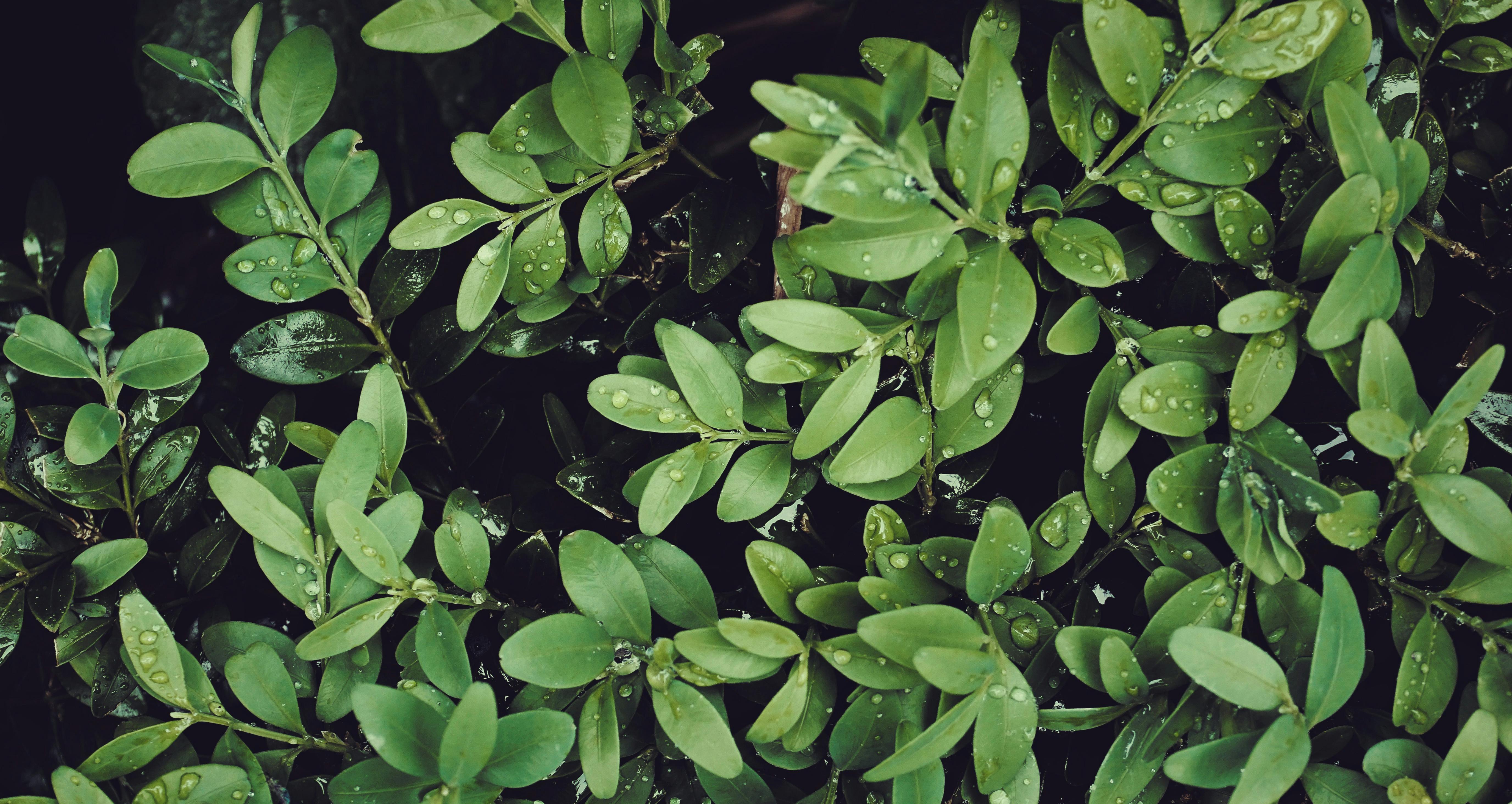 A detailed view of fresh green leaves with raindrops, showcasing nature's beauty.