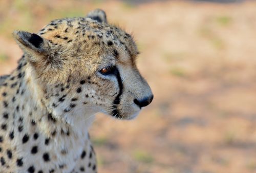 Free Close-up of a cheetah in Hoedspruit, capturing its intense gaze and distinctive spots. Stock Photo