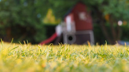 Free Selective Focus Photography of Grass Stock Photo