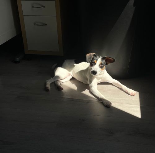 Free A cute dog relaxing on a sunlit wooden floor beside a cabinet indoors. Stock Photo