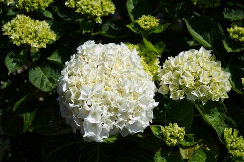 Free Close Up Photo of White Flowers Stock Photo
