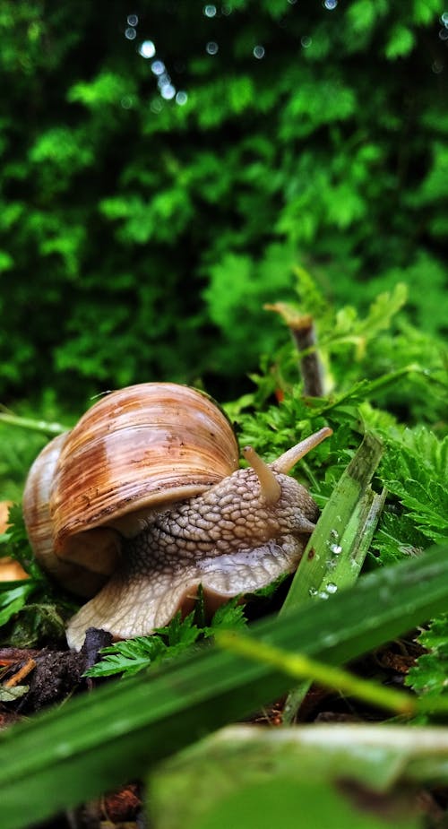 Close Up Photo of a Snail