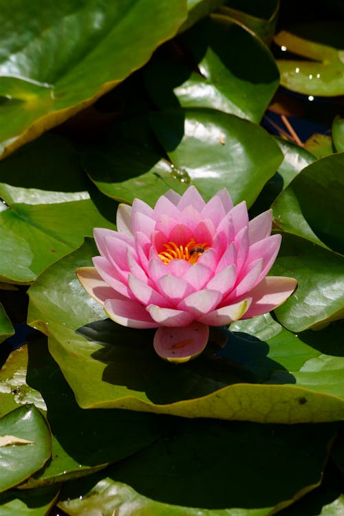 Fotos de stock gratuitas de de cerca, flor, fondo de pantalla para el móvil