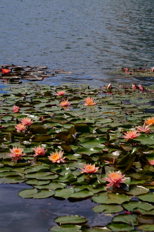 Fotos de stock gratuitas de cuerpo de agua, flora, floración