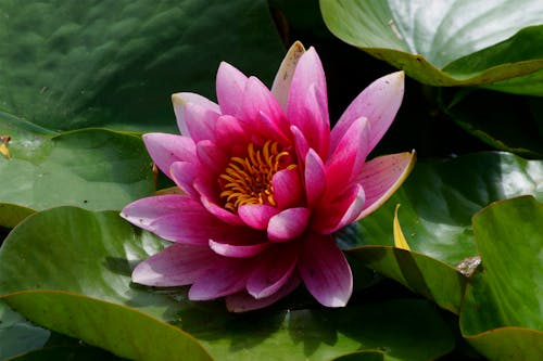 Fotos de stock gratuitas de de cerca, flor de loto, Flores rosadas