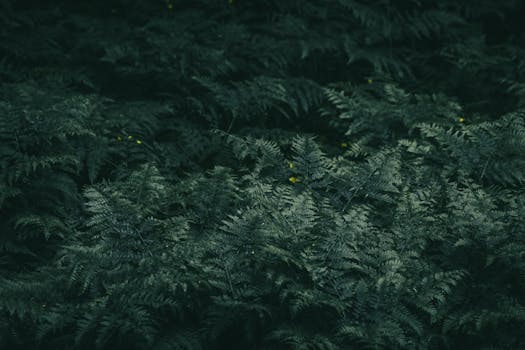 Densely packed dark green fern leaves create a moody, natural background.