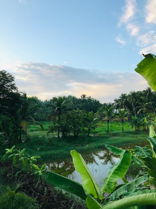 Green Tropical Landscape at Sunset 