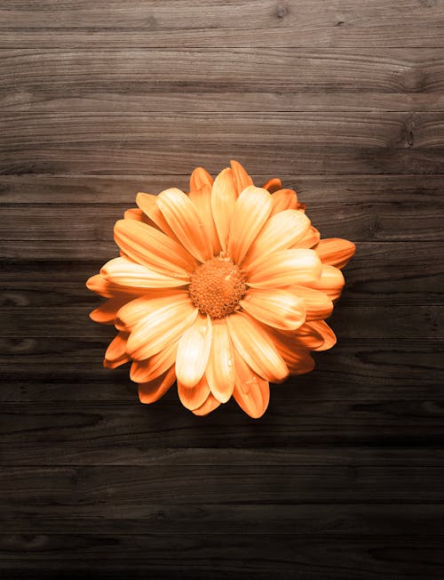 Orange Flower on Wooden Background 