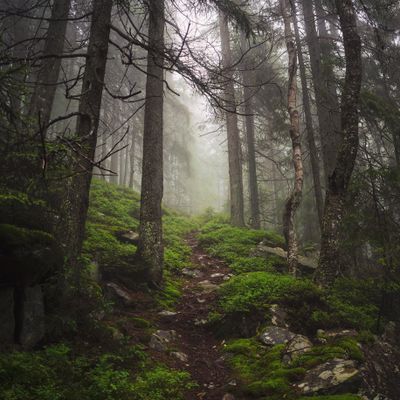 Foggy forest trail — photo by Jane Blaze on Pexels