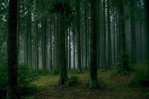 免費 森林, 樹木, 樹林 的 免費圖庫相片 圖庫相片