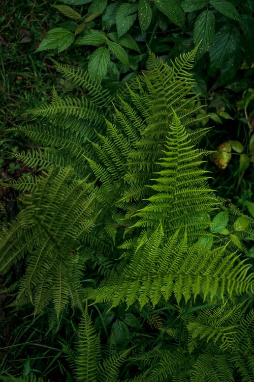 Free Vibrant green ferns in a natural outdoor setting, showcasing lush plant life. Stock Photo