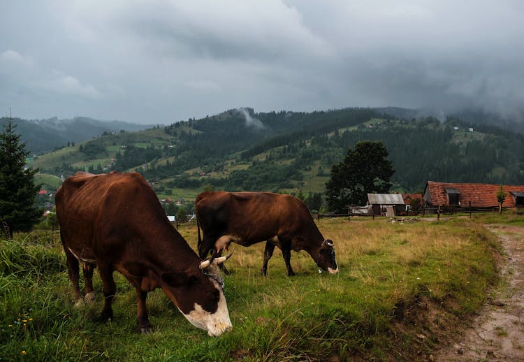 Cows Eating Grass On The Field