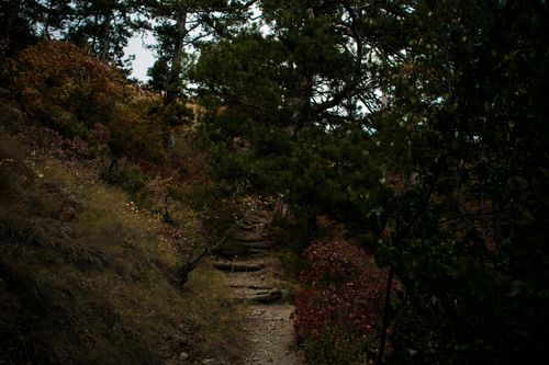 Free A tranquil forest trail surrounded by colorful autumn leaves and lush greenery. Stock Photo