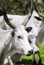 Cows