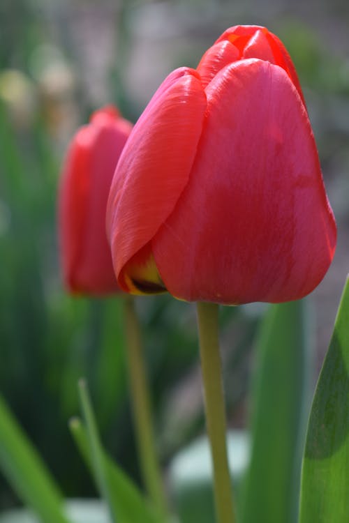 꽃 사진, 붉은 꽃, 수직 쐈어의 무료 스톡 사진