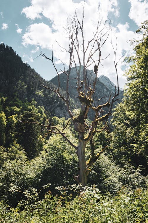 Immagine gratuita di albero senza foglie, esterno, fotografia della natura