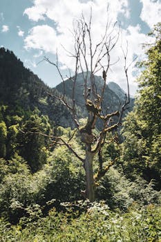 A dramatic view of a barren tree in Germany's Bavarian forest during summer.