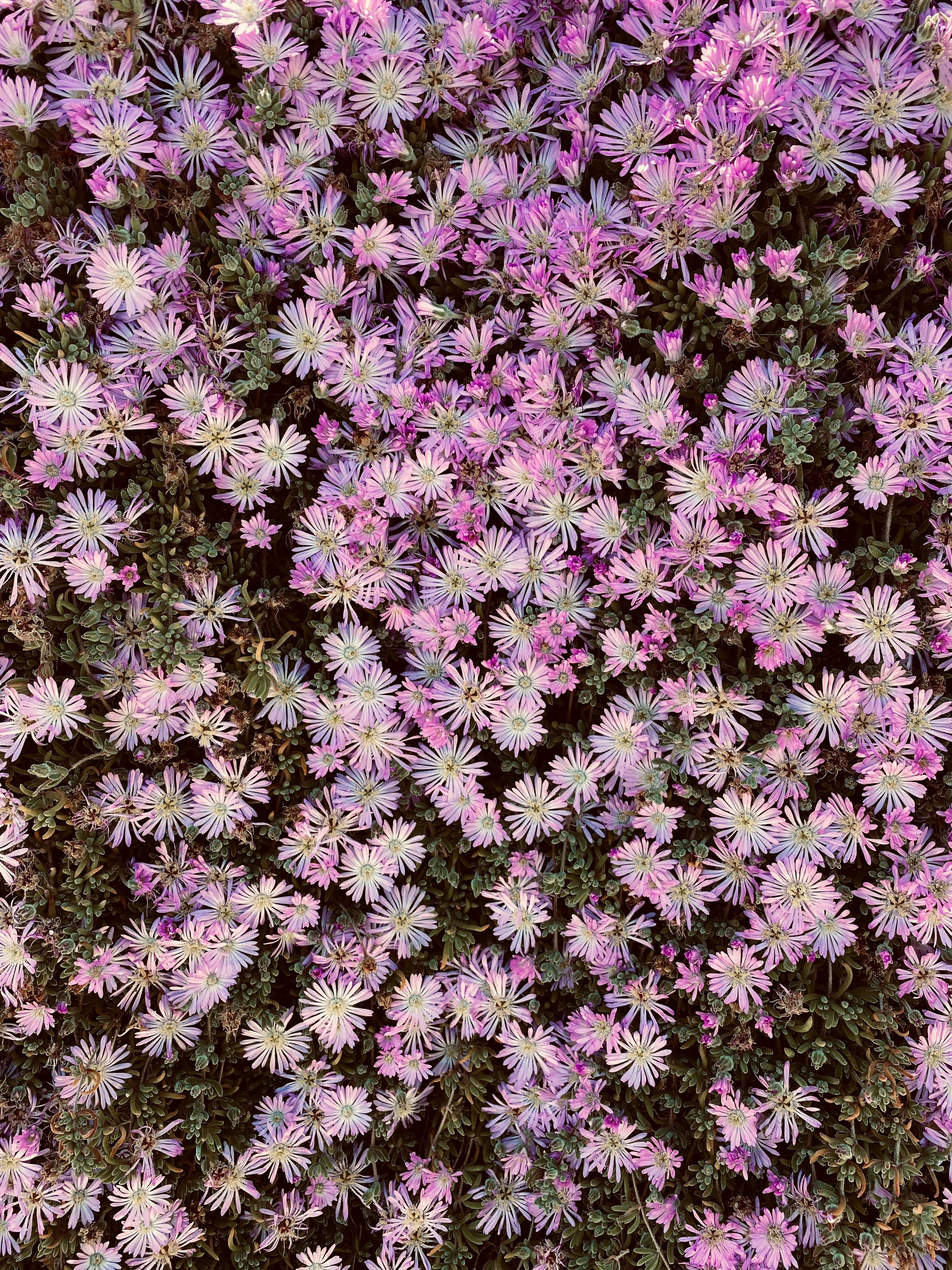 Purple Flowers in Bloom · Free Stock Photo