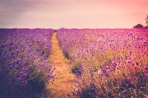 Lavender Flower Field
