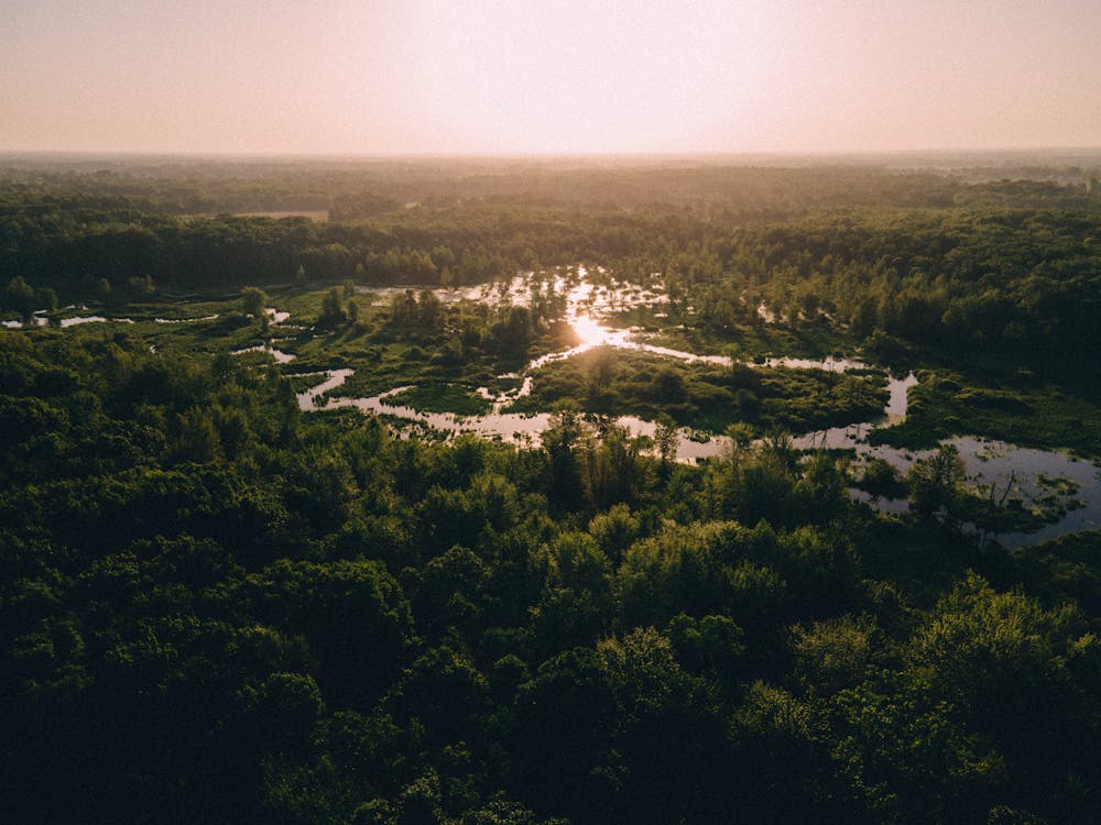 Fotos de stock gratuitas de amanecer, anochecer, árboles verdes