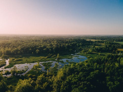 Trees around a Marsh