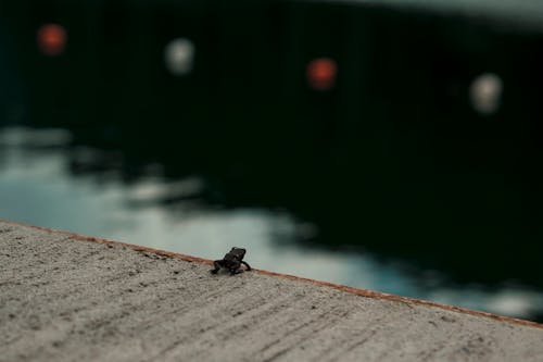 A Frog on a Concrete Ground