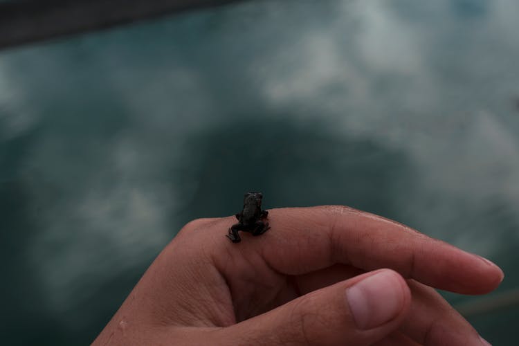 Close-Up Shot Of A Person Holding A Froglet