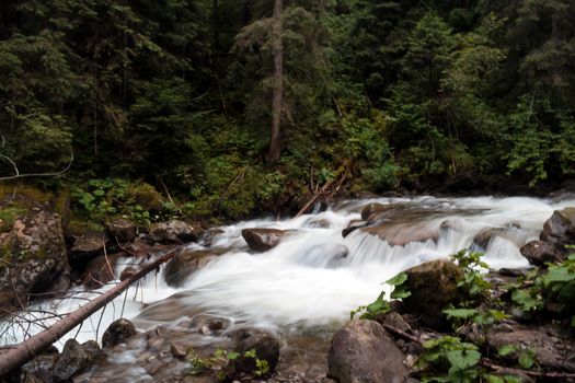 Peaceful forest creek with flowing water over rocks, surrounded by lush greenery.