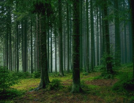 Lush evergreen forest in Vorohta, Ukraine with atmospheric mist and vibrant greenery.