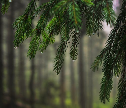 Green Pine Tree with Dew Drops