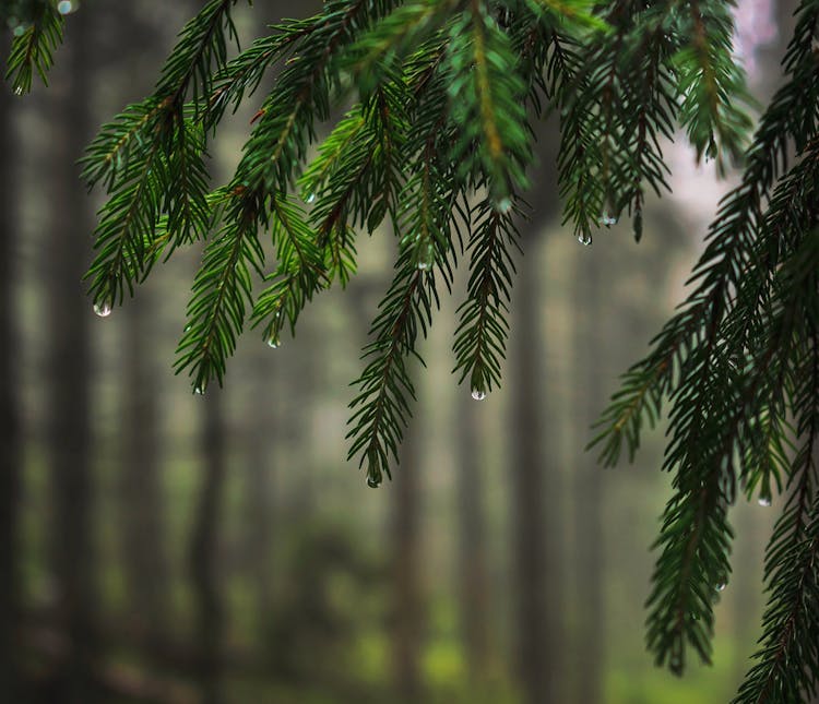 Green Pine Tree With Dew Drops