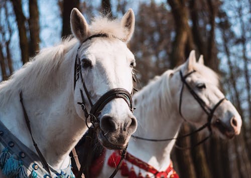 White Horses in Close Up Photography