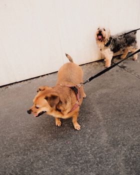 Two dogs on leashes exploring outdoors with a warm tone and playful vibe.