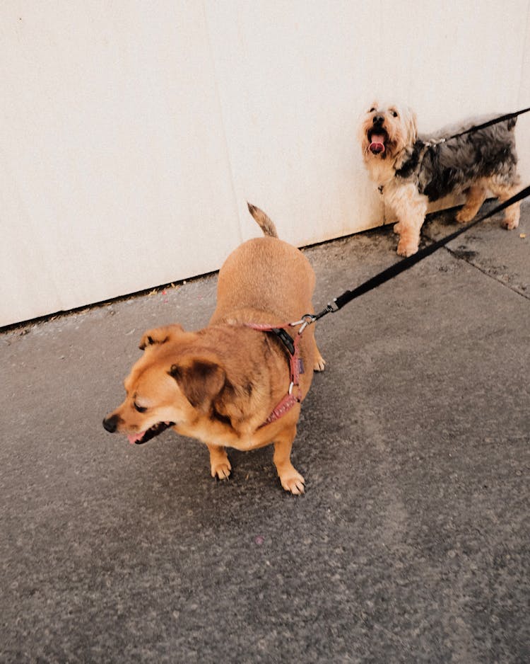 Photo Of Dogs On Black Leash