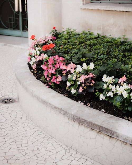 Pavement and Begonias in a Planter