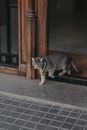 Gato