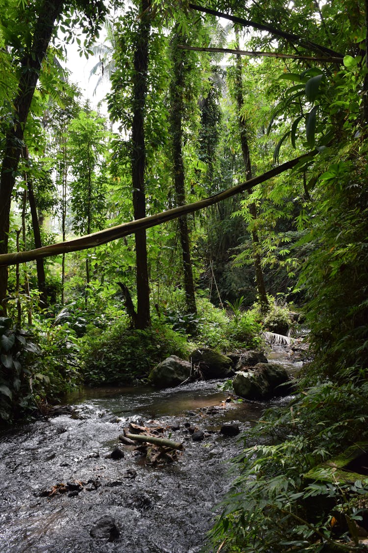 Stream In Forest