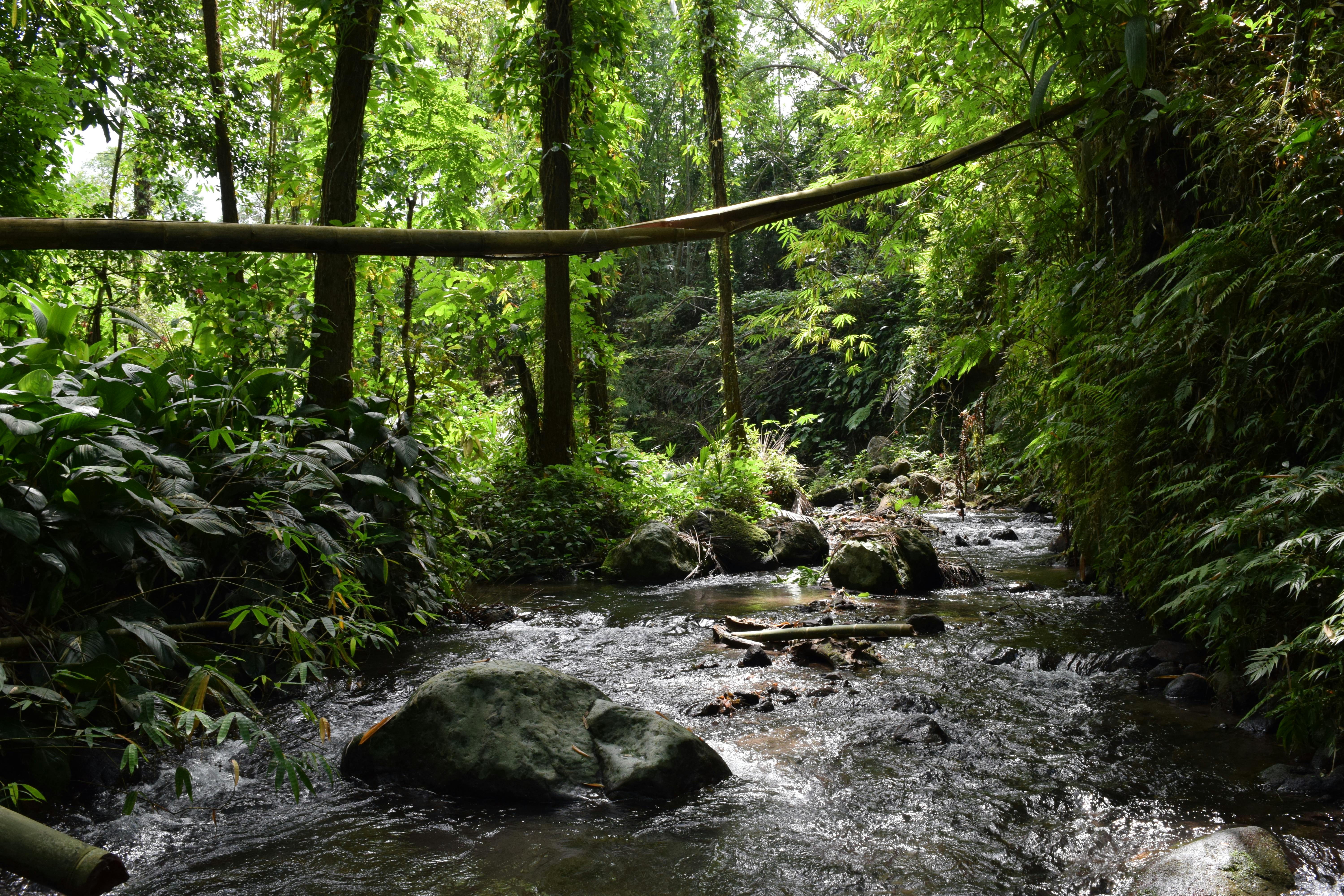 Tranquil stream flowing through verdant forest, surrounded by lush greenery and natural serenity.