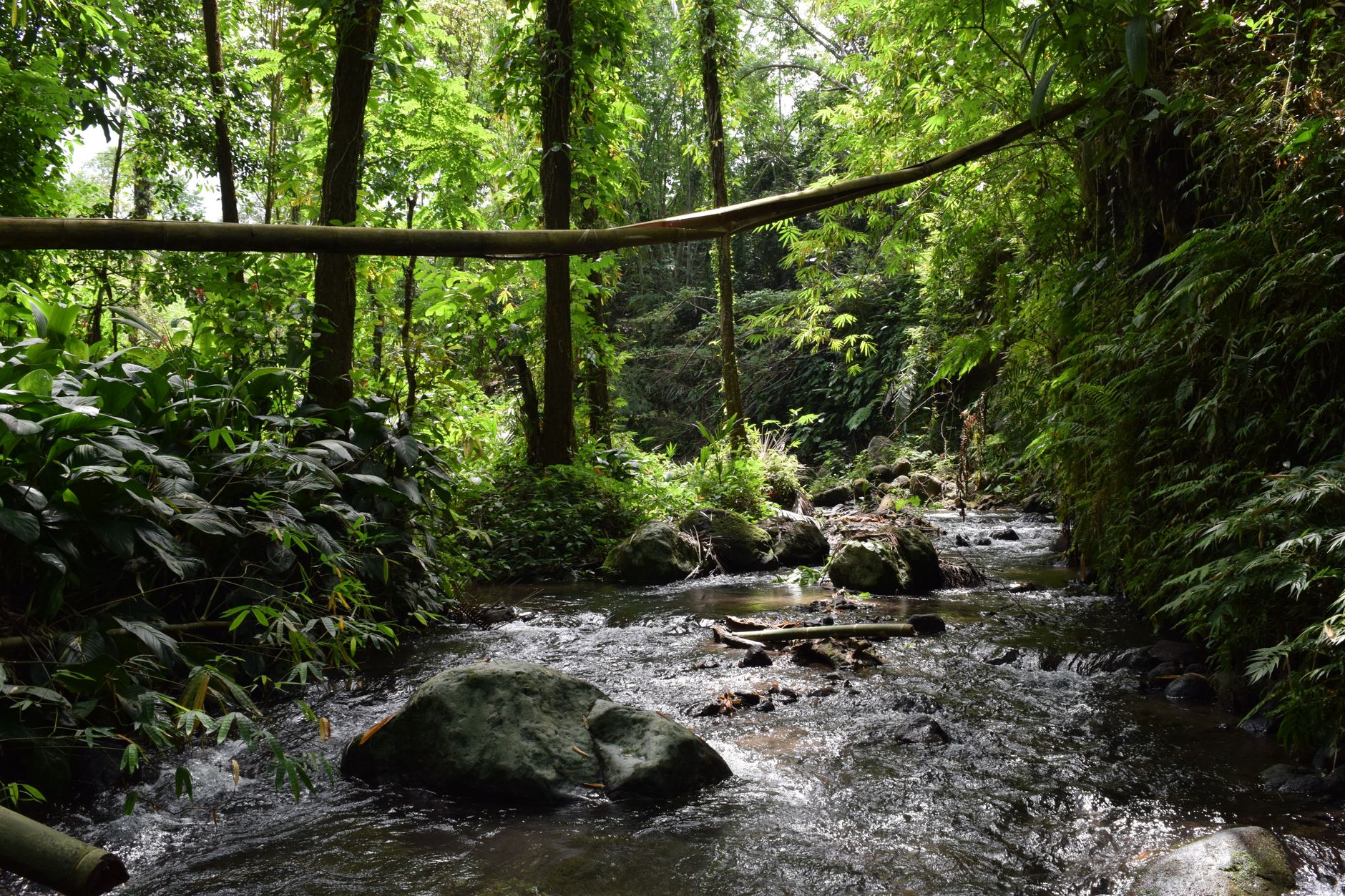 Tranquil stream flowing through verdant forest, surrounded by lush greenery and natural serenity.
