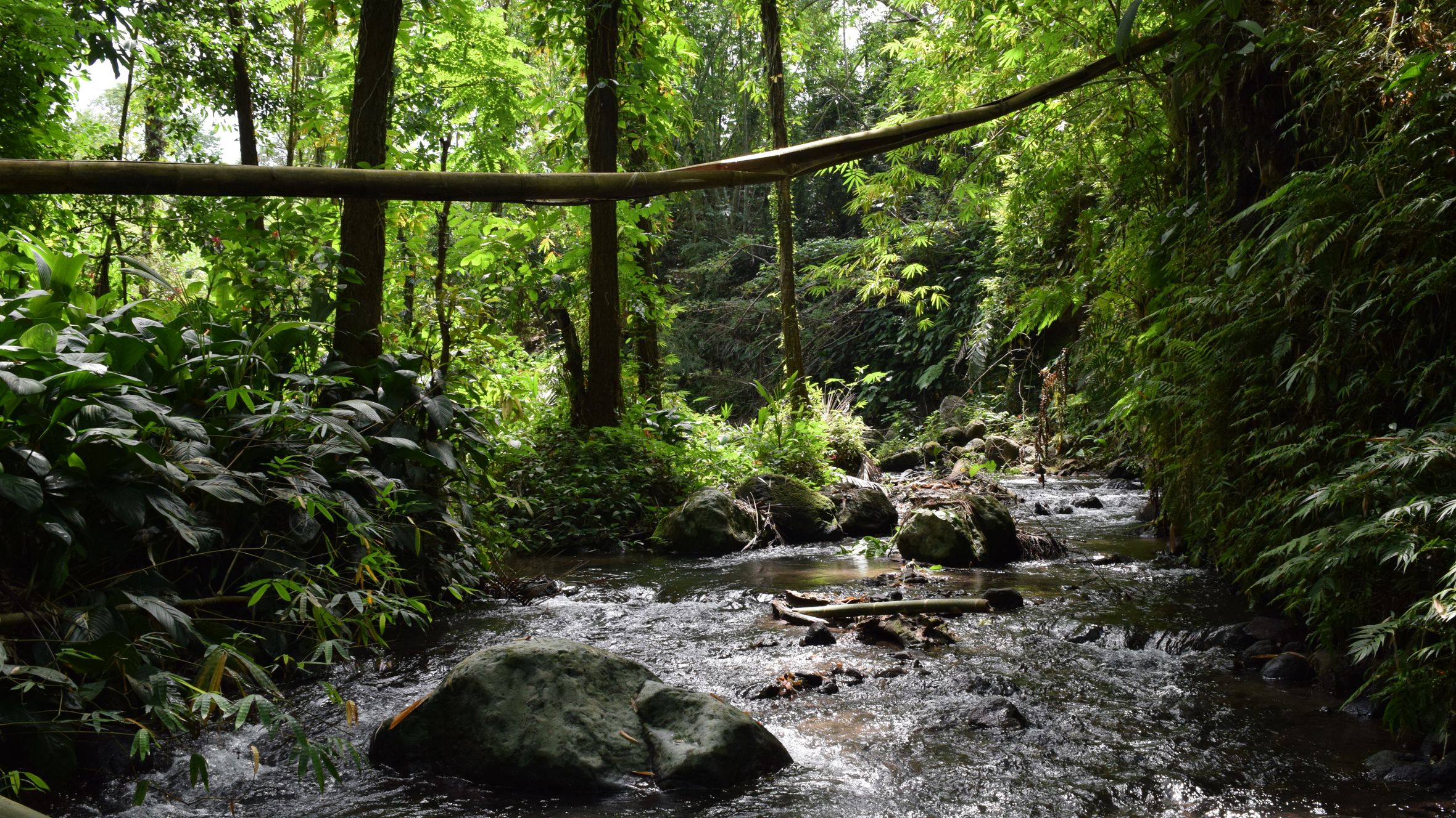 Tranquil stream flowing through verdant forest, surrounded by lush greenery and natural serenity.