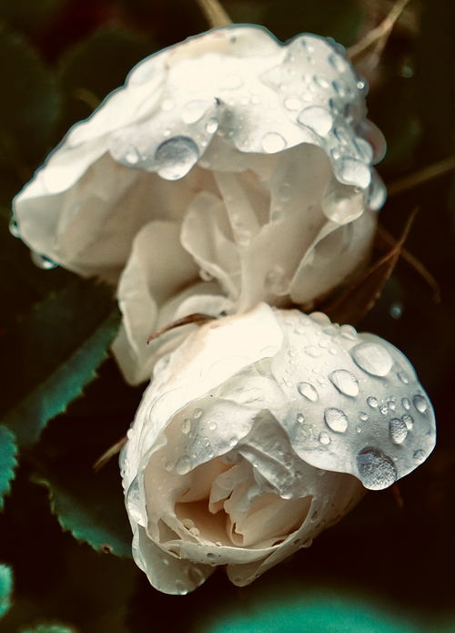 Free Elegant white roses in a garden with fresh raindrops, capturing nature's beauty after rain. Stock Photo