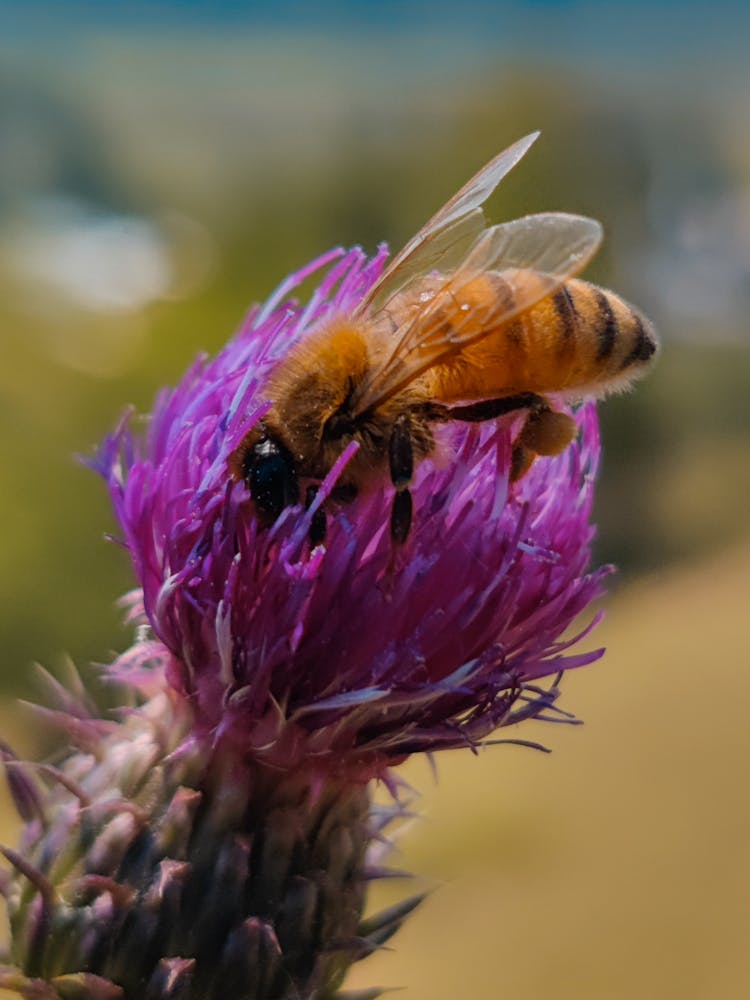 Bee On The Flower 