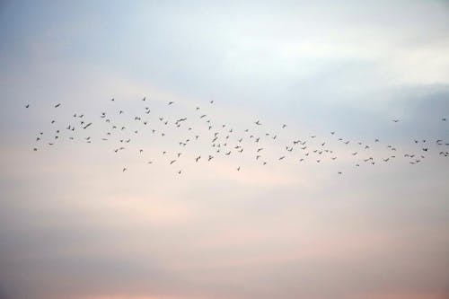 Ilmainen kuvapankkikuva tunnisteilla birds_flying, ilta-sky, kaunis taivas