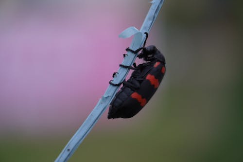 Ilmainen kuvapankkikuva tunnisteilla kovakuoriainen, luonto