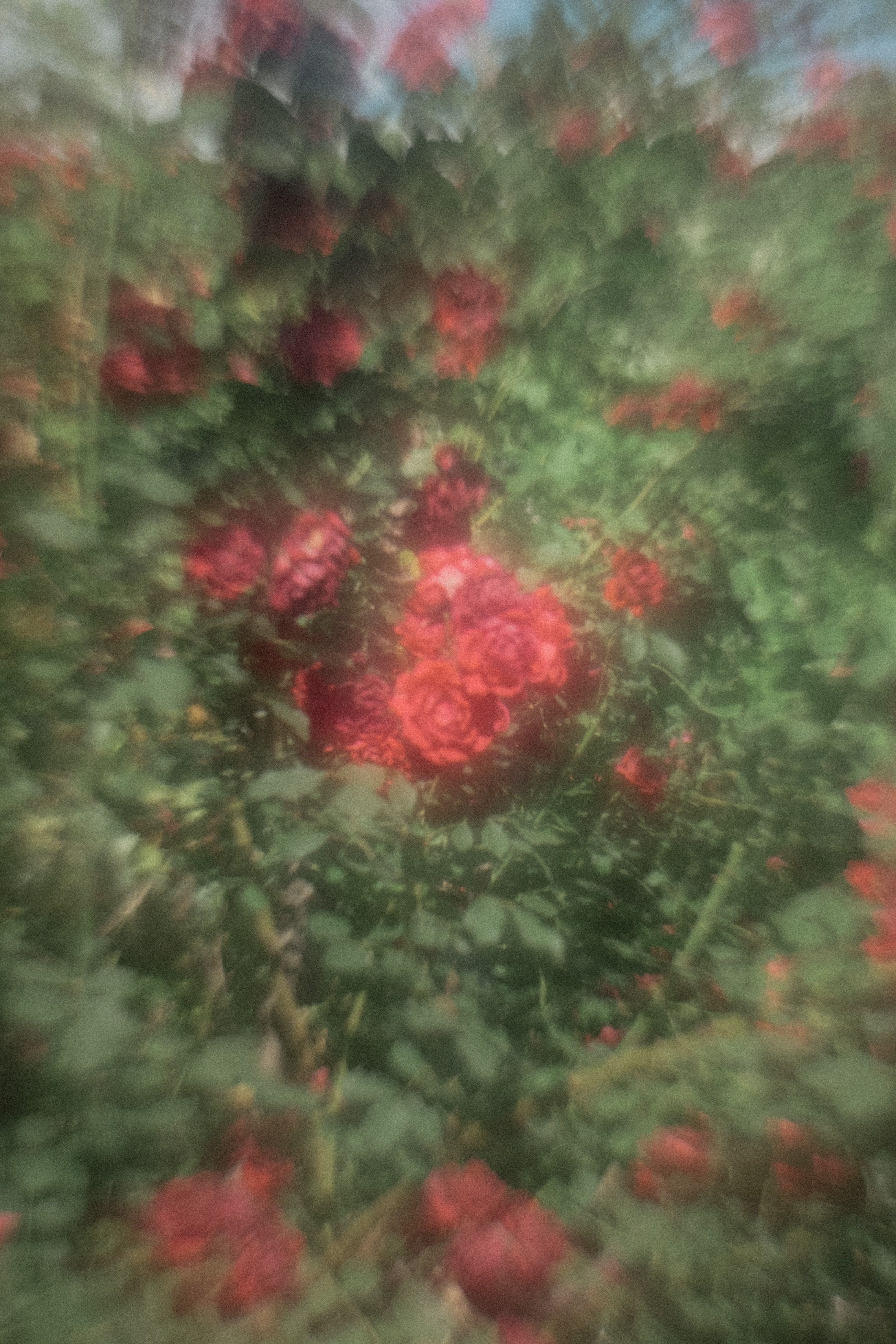 Elegant red roses in a garden captured with a bokeh blur effect, showcasing nature's beauty.