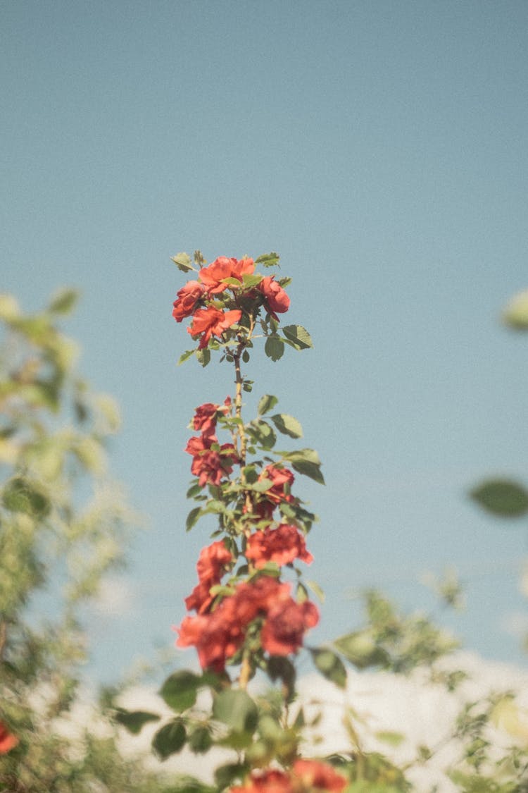 Roses Growing On Bush