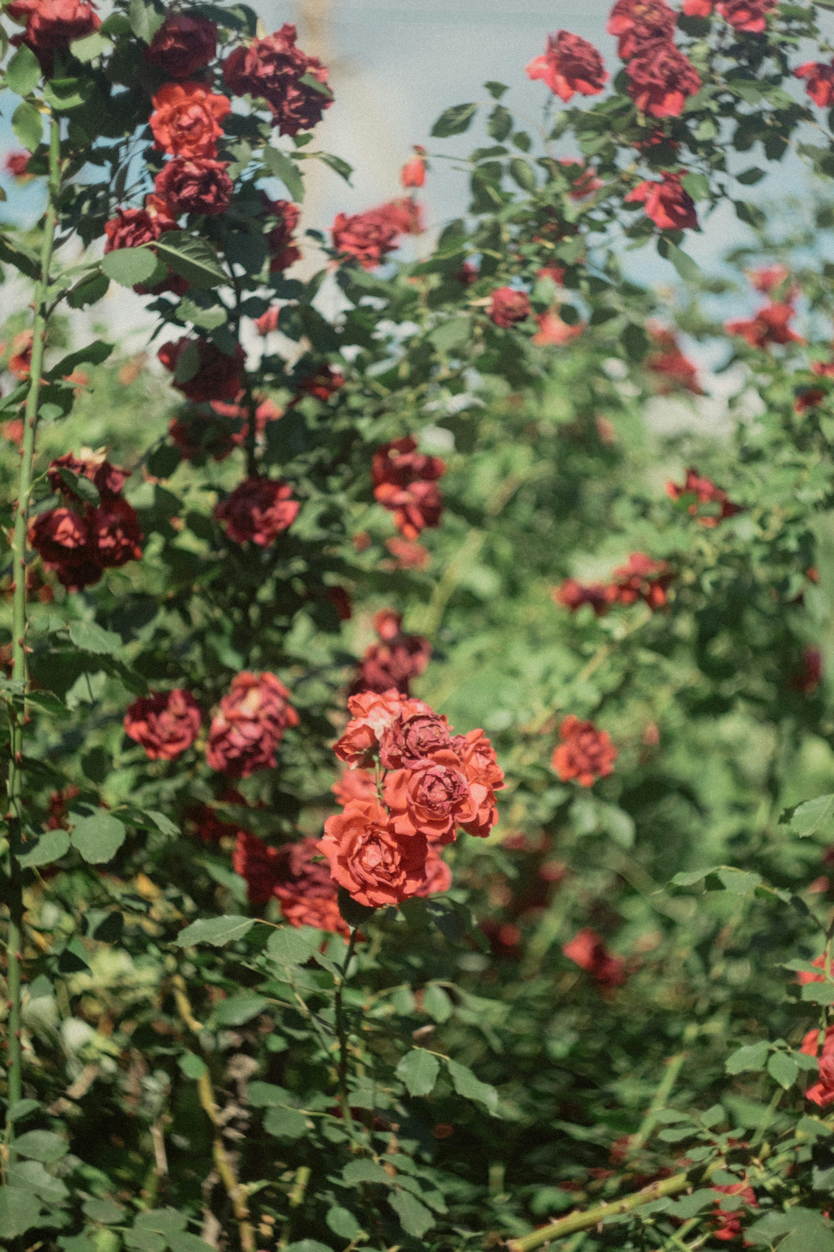 A beautiful close-up of red roses in full bloom under the summer sun, captured outdoors.